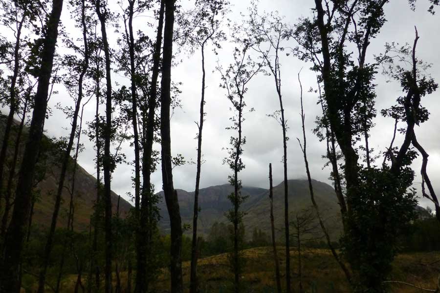 Glencoe Woodland Walk