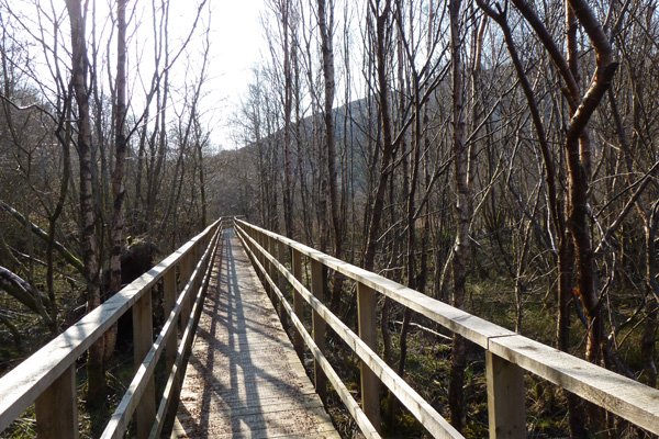 The Dragonfly boardwalk