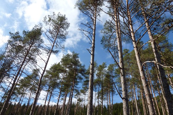 Caledonian Pinewood at Glen Garry