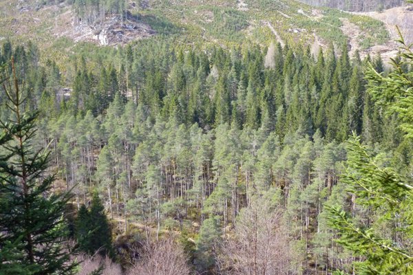 Overview of Glen Garry Pinewoods