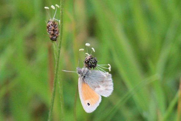 Small heath butterfly (Coenonympha pamphilus)