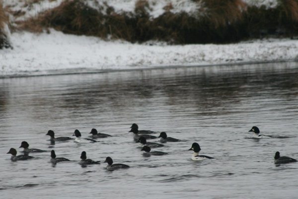 a raft of goldeneye on the River Shiel