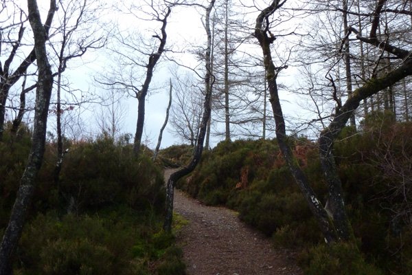 the footpath to the otter hide