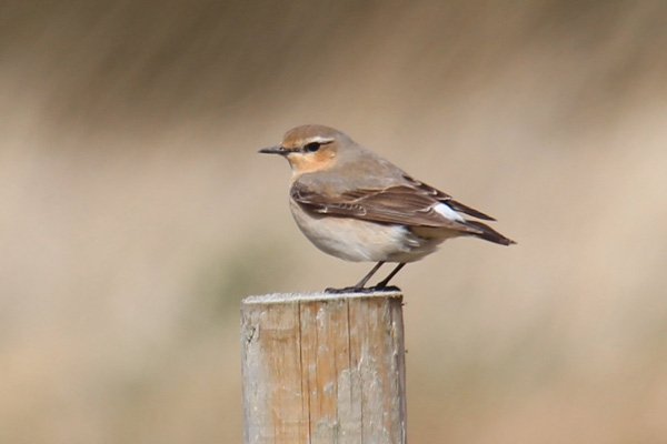 Look out for wheatear and pipits on open ground on route