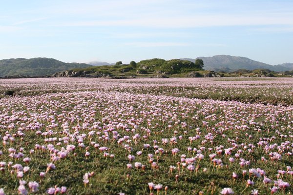 Sea Pinks at Kentra