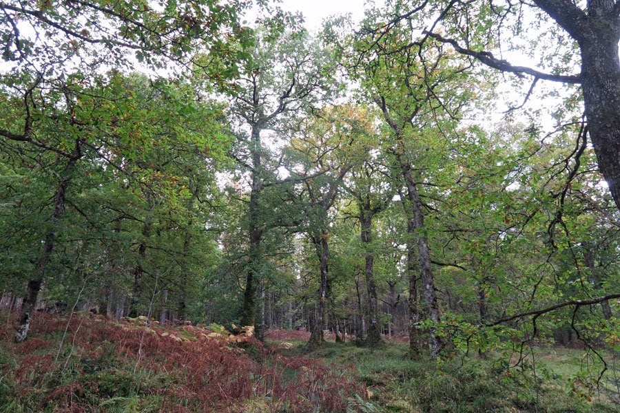 Killiechonate Woodland Walk