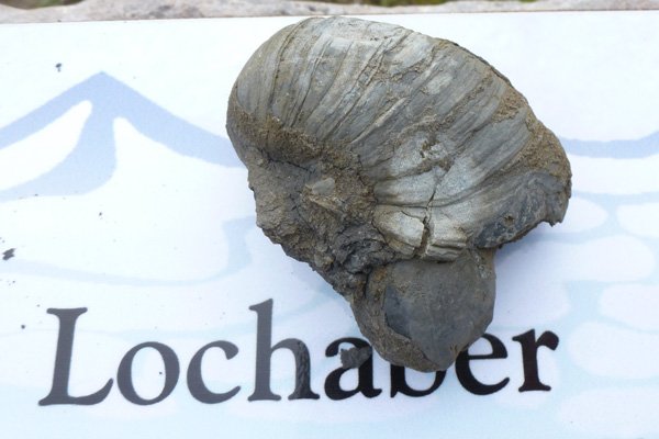 Fossil of the extinct genus of oyster, Gryphaea, Devil's toenails