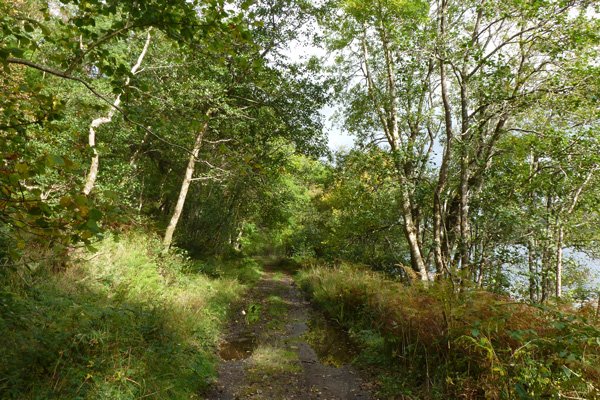 The track through coastal woodland
