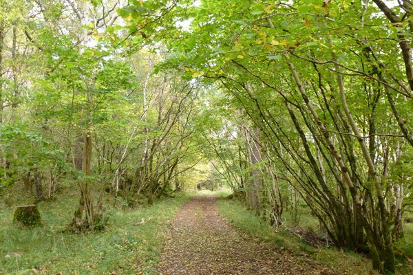 The track through coastal woodland