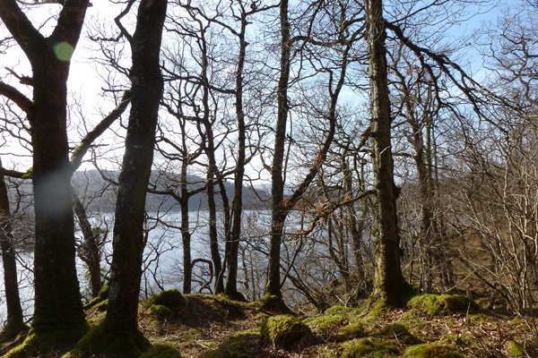 Atlantic oak woodlands make this walk really special