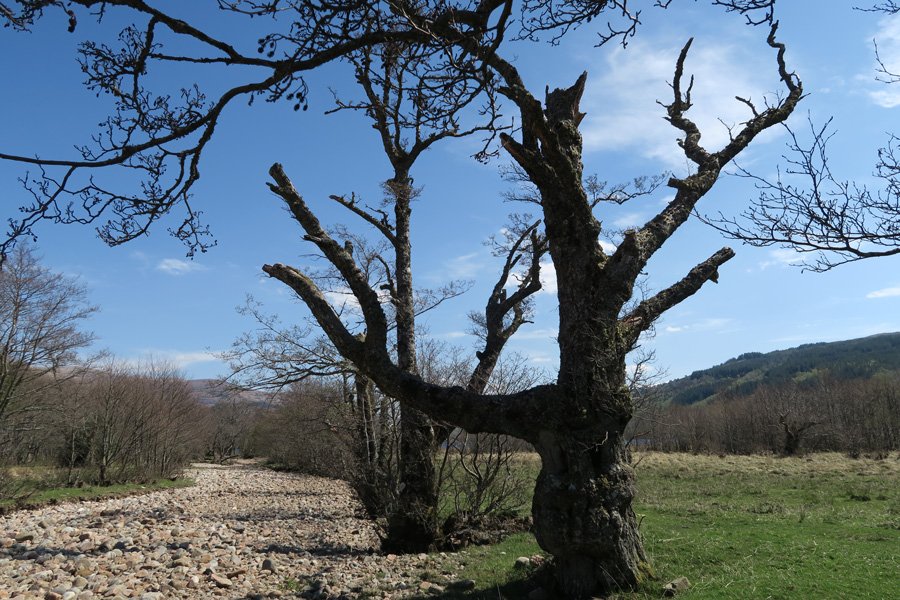 Old Alders