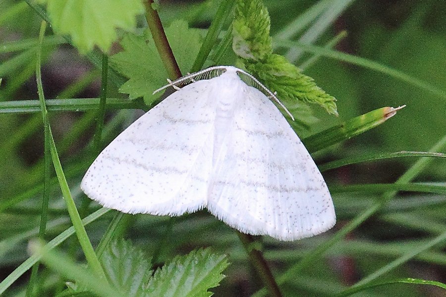 Common White Wave