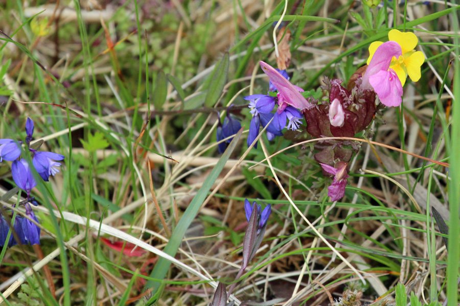 A colourful assemblage of herbaceous plants on the shoreline including milkwort, lousewort and tormentil
