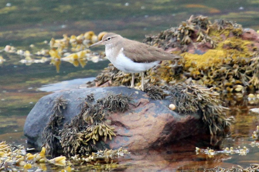 Look out for sandpipers on the loch edges