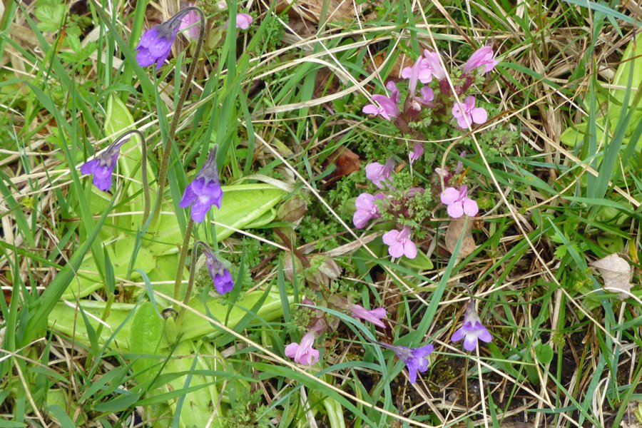 Butterwort and lousewort, carnivorous and semi-parastic plants respectively