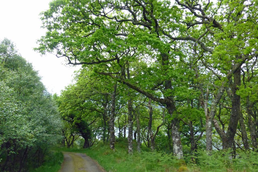 The private road passes through some ancient Atlantic oak woodland