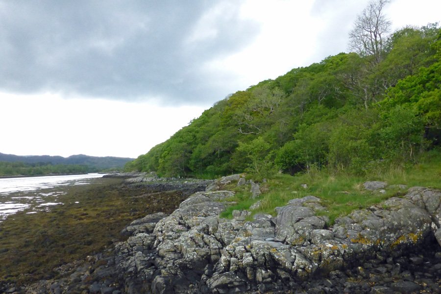 Atlantic oak woodland on the north shore of Loch Teacuis