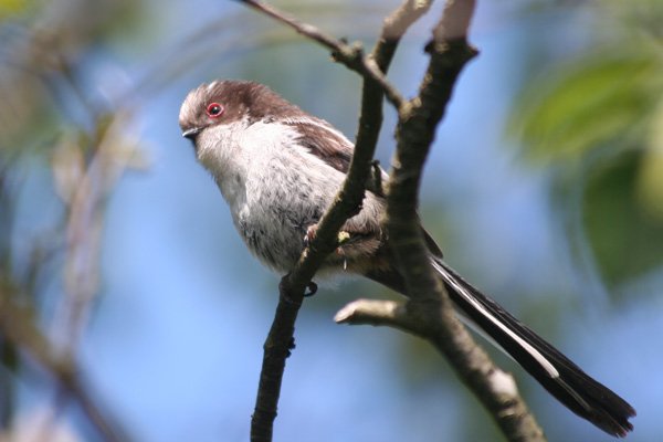 A long tailed tit in the alder trees by The River Shiel