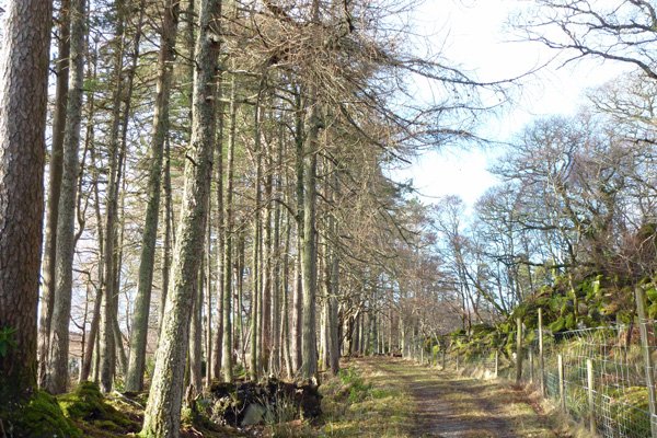 Look out for red squirrels in the woods along the Low Dorlin Road