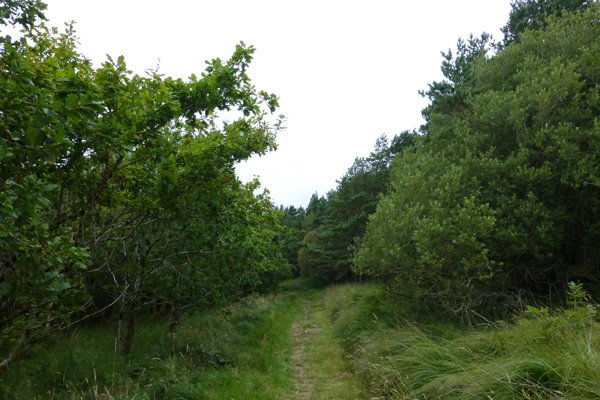 Walking through the woodland fringe