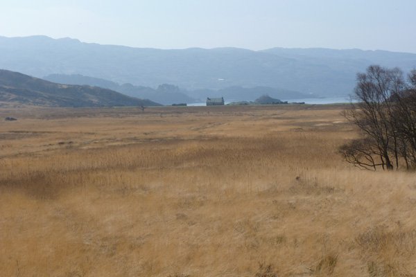The reed beds behind the bothy at Peanmeanach
