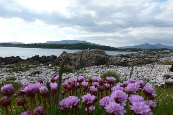 Shingle beach with thrift (Armeria maritima) in foreground