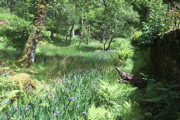 The walled garden - blue iris
