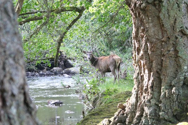 Red deer on the River Shiel