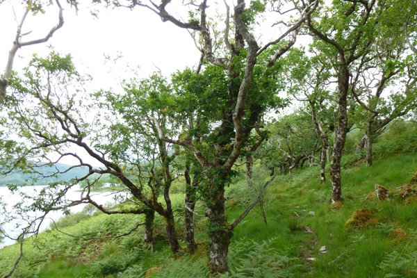 Atlantic Oak woodland on the banks of Loch Arienas