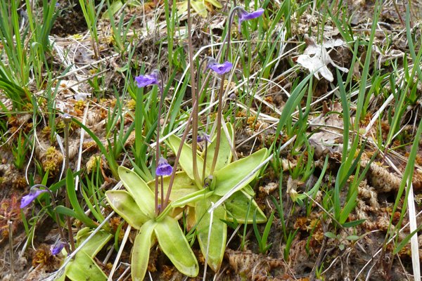Butterbur, an insectivorous plant