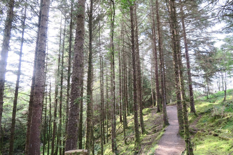 The path through the spruce plantation