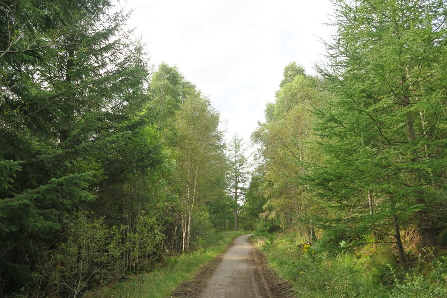 Forest path
