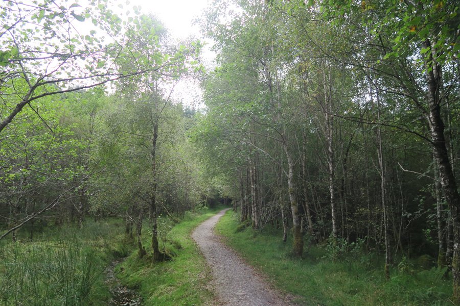 The path continues through woodland after crossing The River Lundy