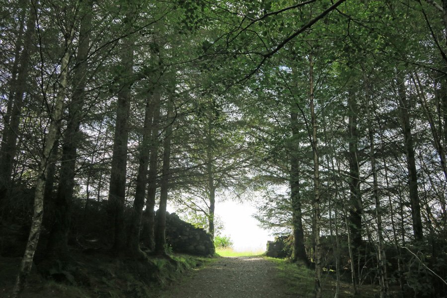 Out of the woods into the meadow