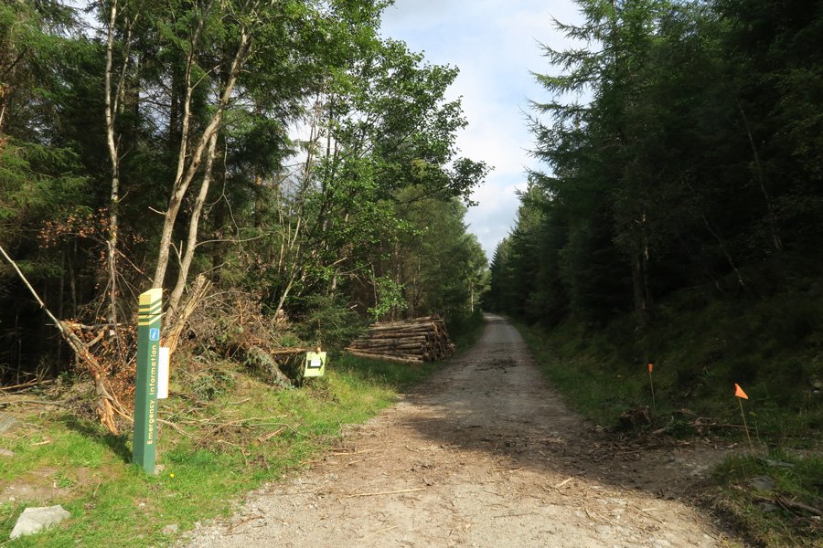 Head left back along the main forest track