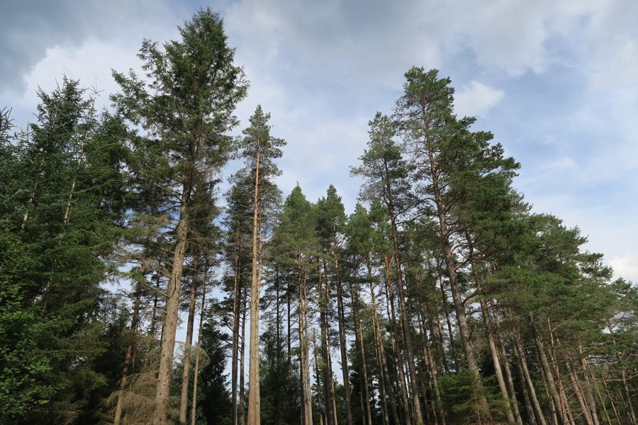 Trees, trees and more trees...