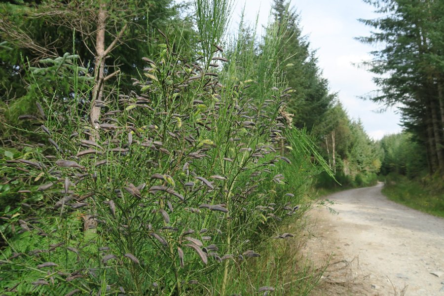 Broom by the side of the track