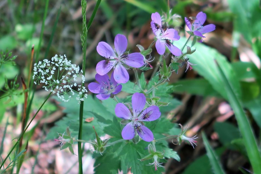 Pignut and cranesbill
