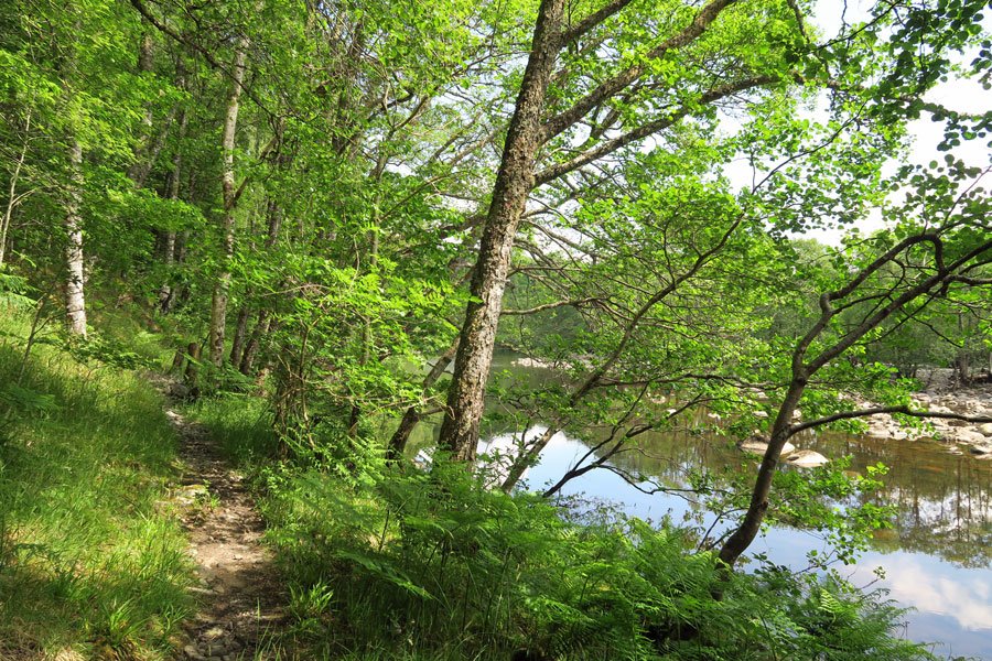Look out for otters on The River Spean