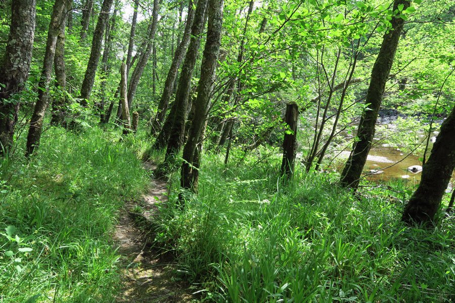 The path is fairly easy to follow by the river