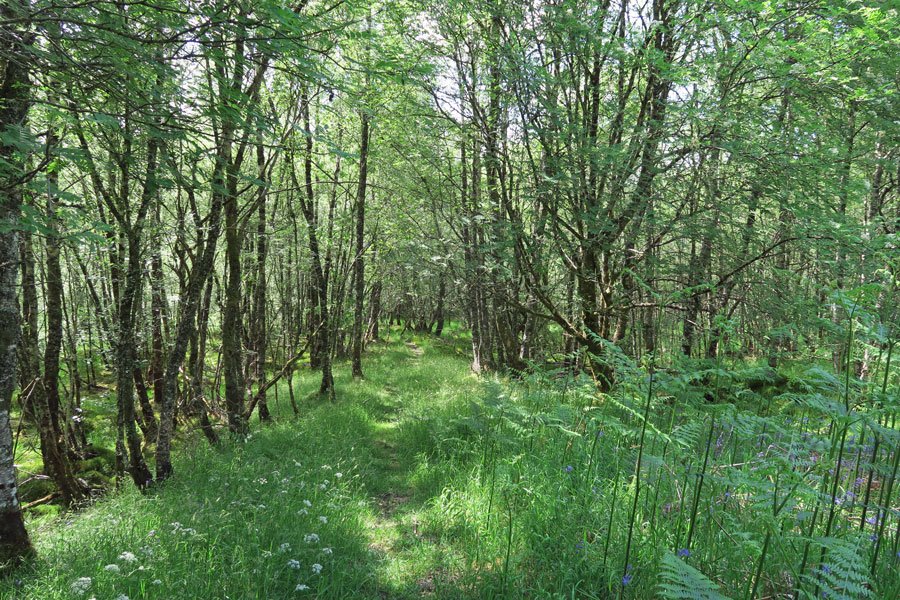 Head west bback along the high woodland path
