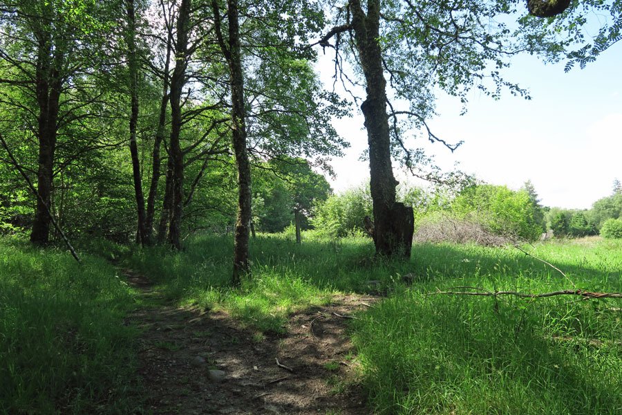 Head right over the old meadow