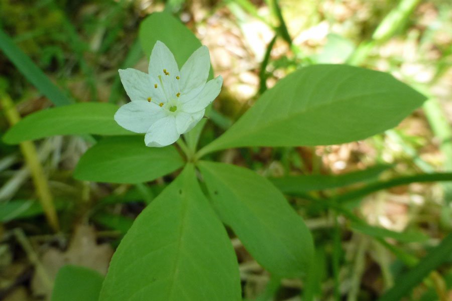 Chickweed wintergreen