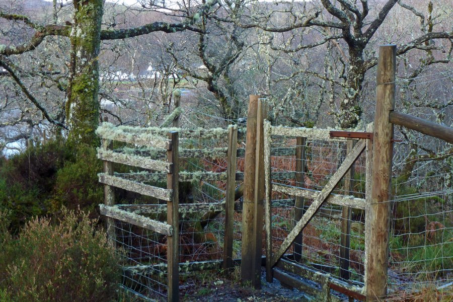 A lichen covered gateway at the entrance to the woods