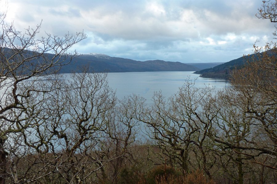 Over the oak tree tops to Loch Sunart on a Decembers day