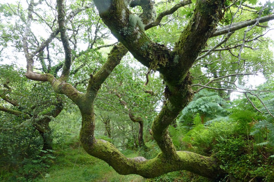 A walk into the temperate rainforest...