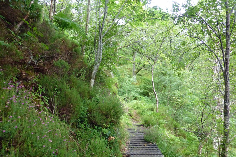 A short boardwalk on the Salen Oakwoods walk