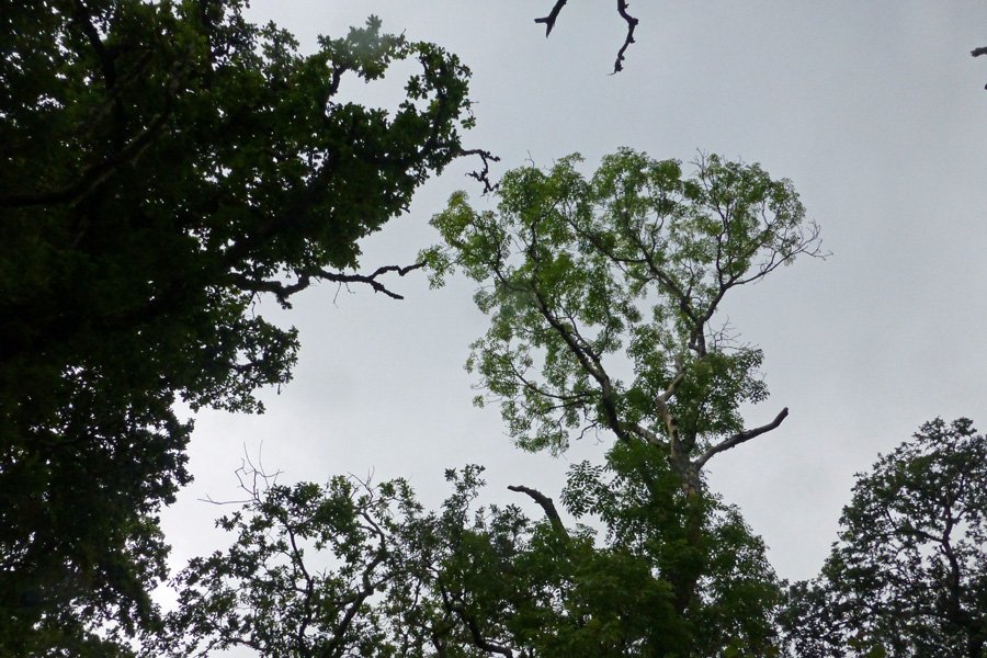 The Ash tree easily identified by the gaelic alphabet board  - nuin