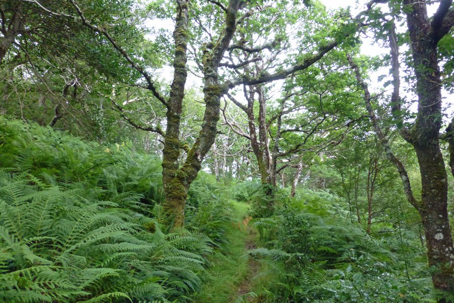 A rich ground flora of ferns in July on the Sunart Oakwoods walk
