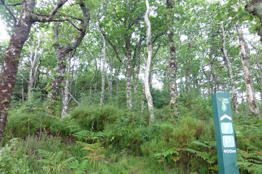 The Sunart oakwoods walk is well waymarked